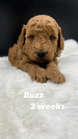 Buzz - 3 weeks