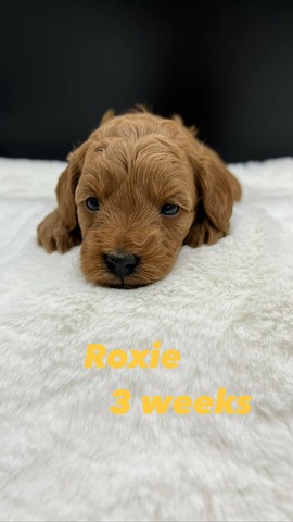 Roxie 3wks