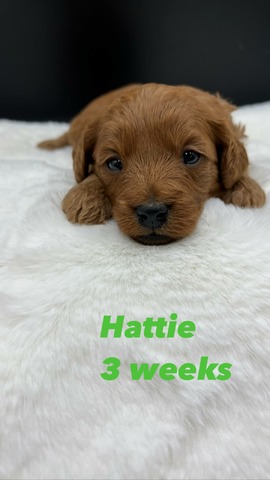 Hattie 3 wks