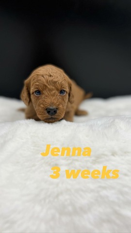 Jenna - 3 wks