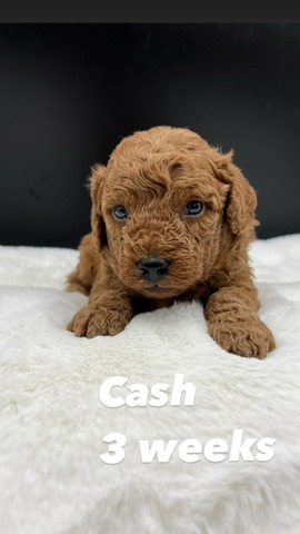 Cash 3 wks