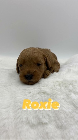 Roxie 2 weeks