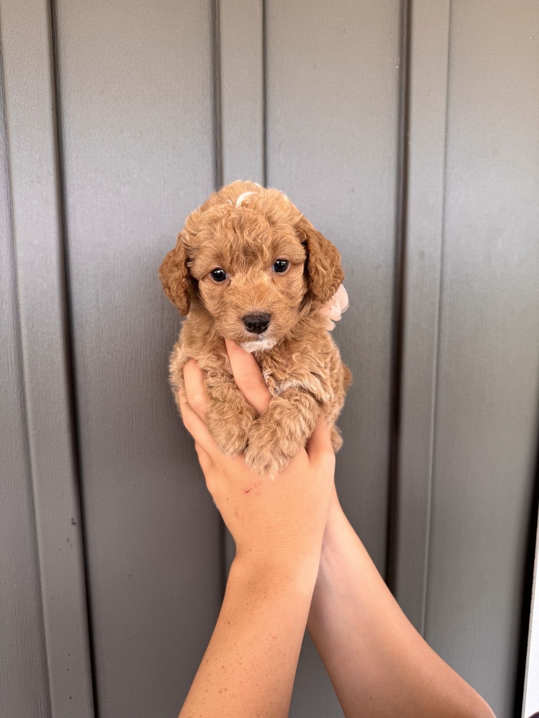 Laya - 6 weeks 