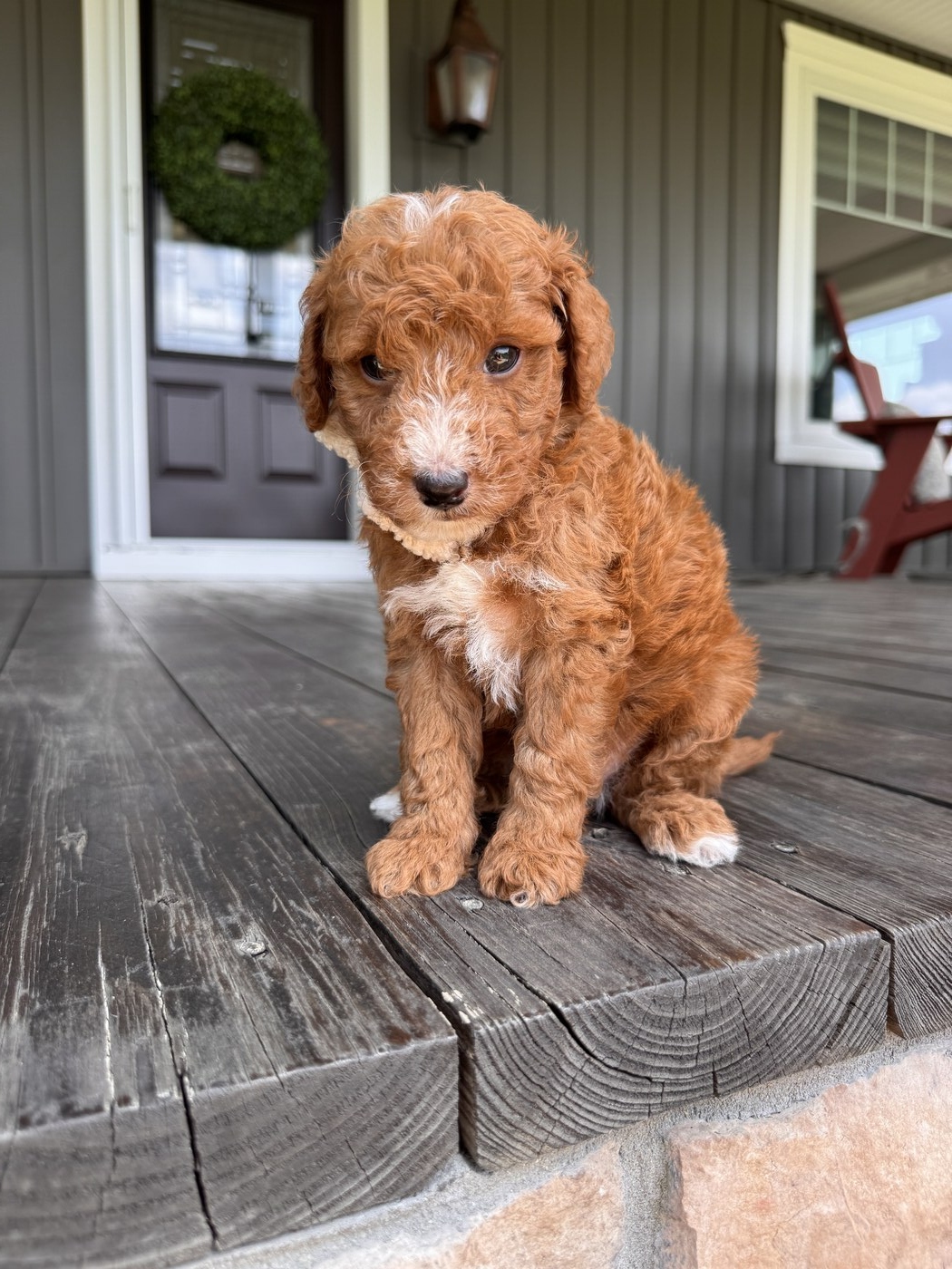 Jax - 6 weeks 