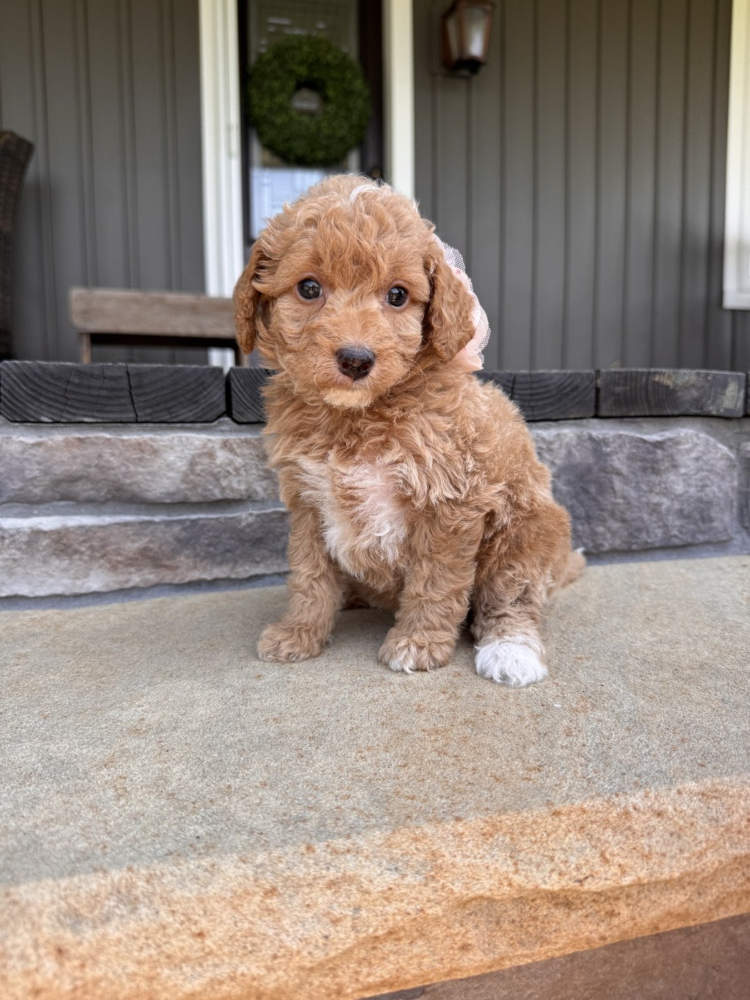 Laya - 6 weeks 