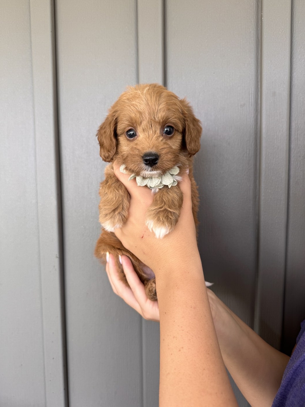 Zara- 6 weeks 