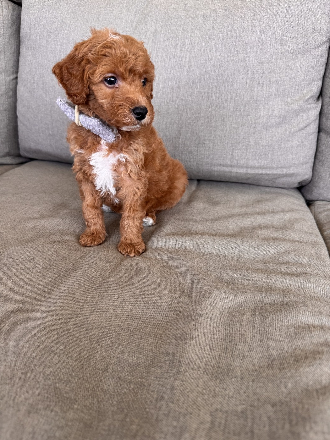 Becks - 6 weeks 