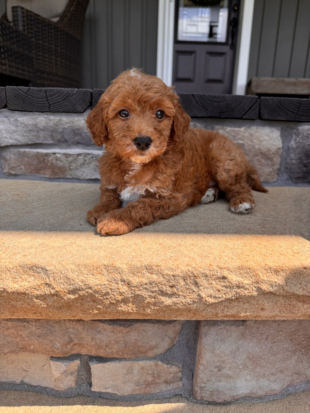 Becks - 6 weeks 