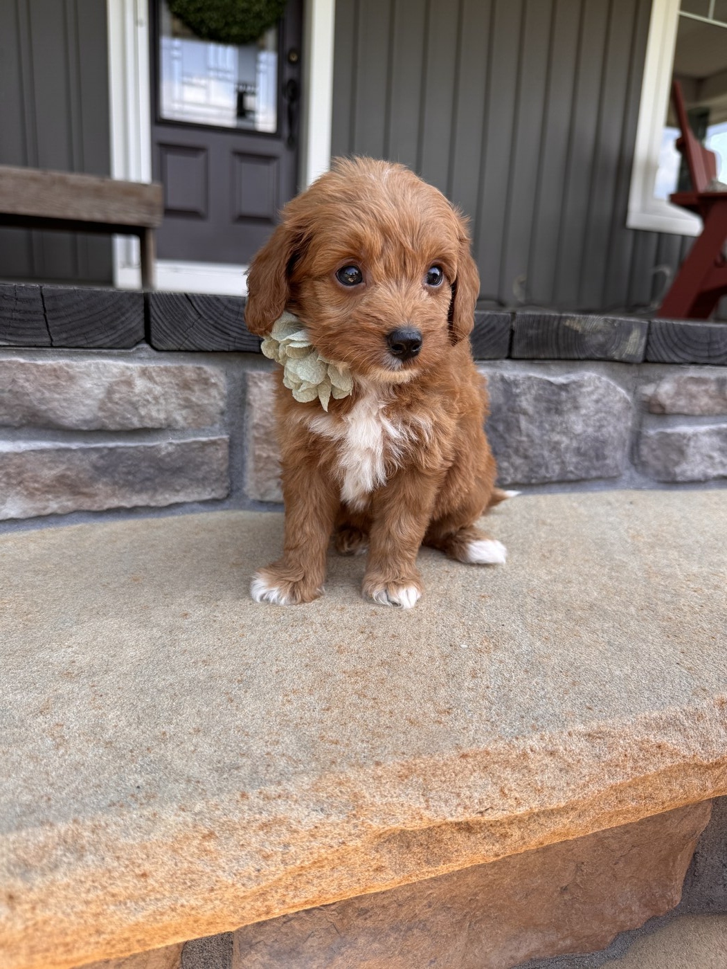 Zara- 6 weeks 