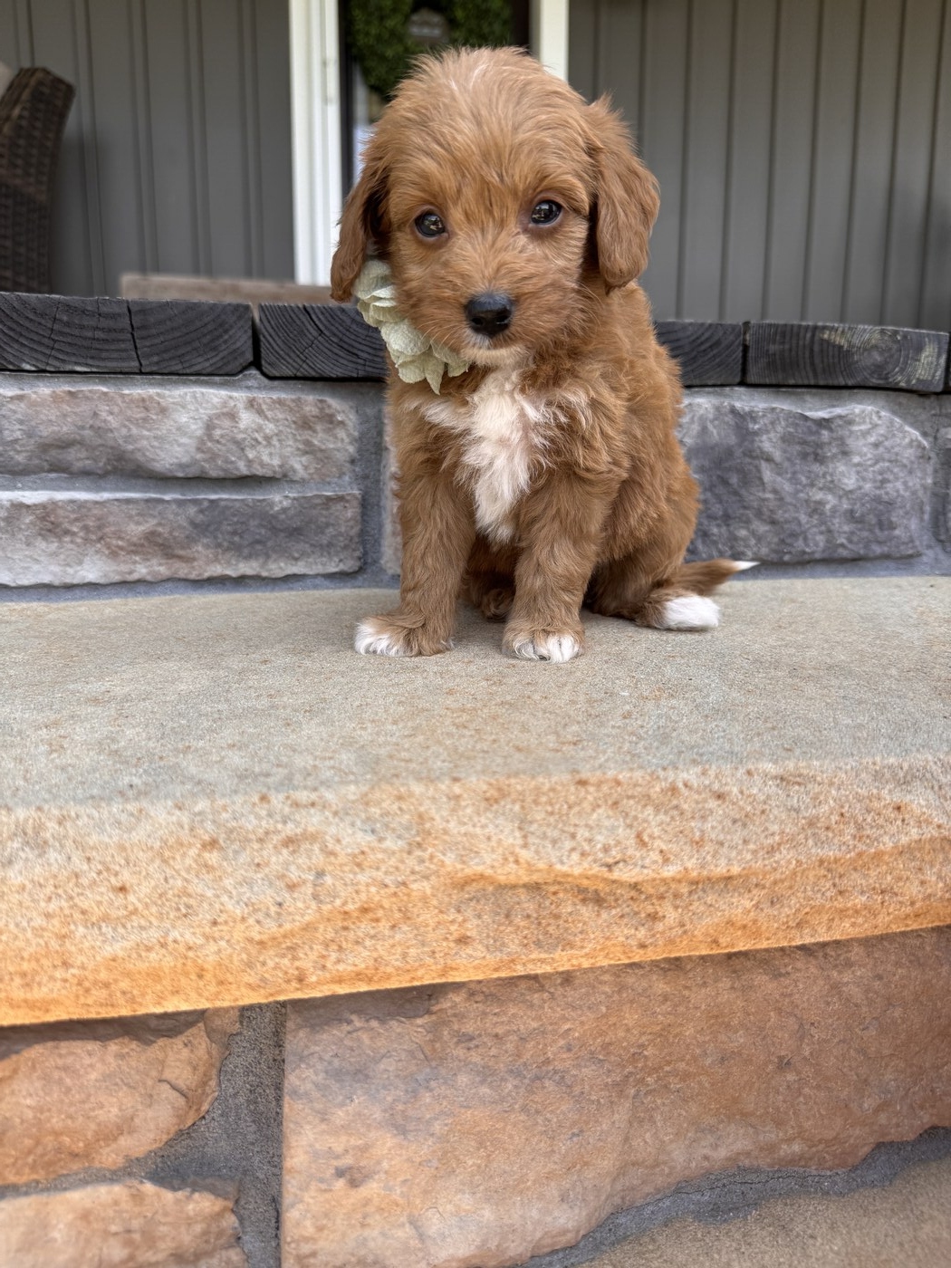Zara- 6 weeks 