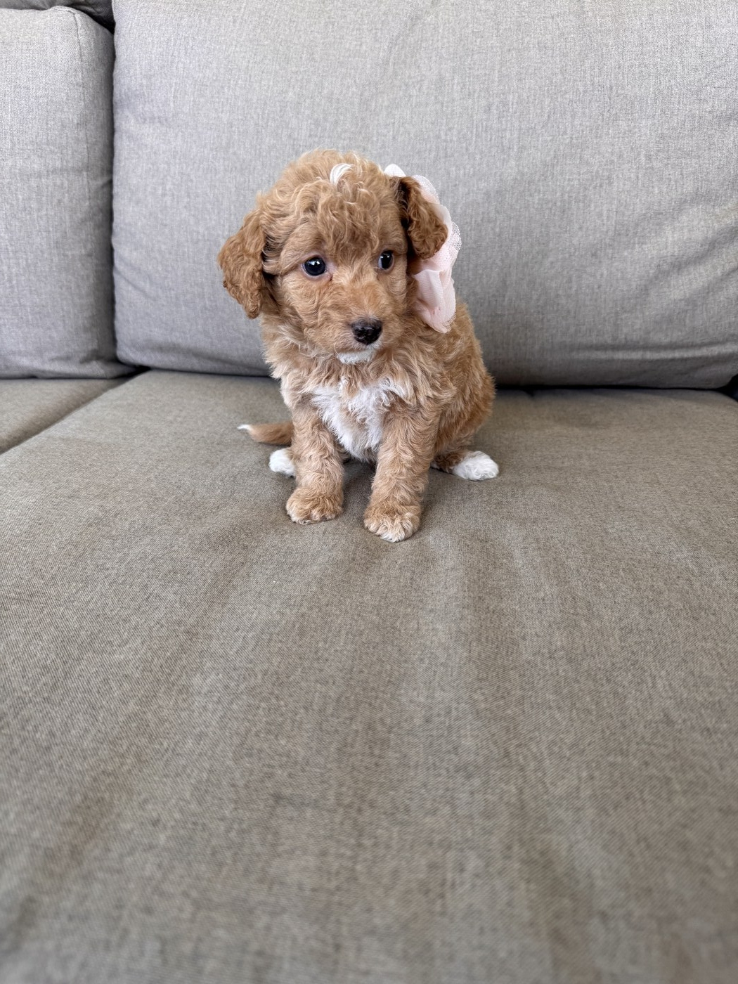 Laya - 6 weeks 