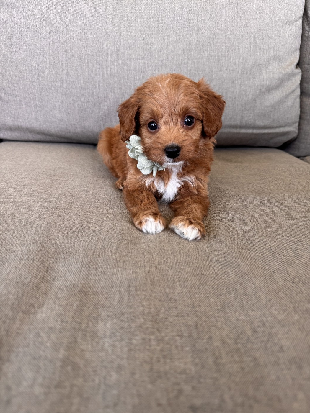 Zara- 6 weeks 