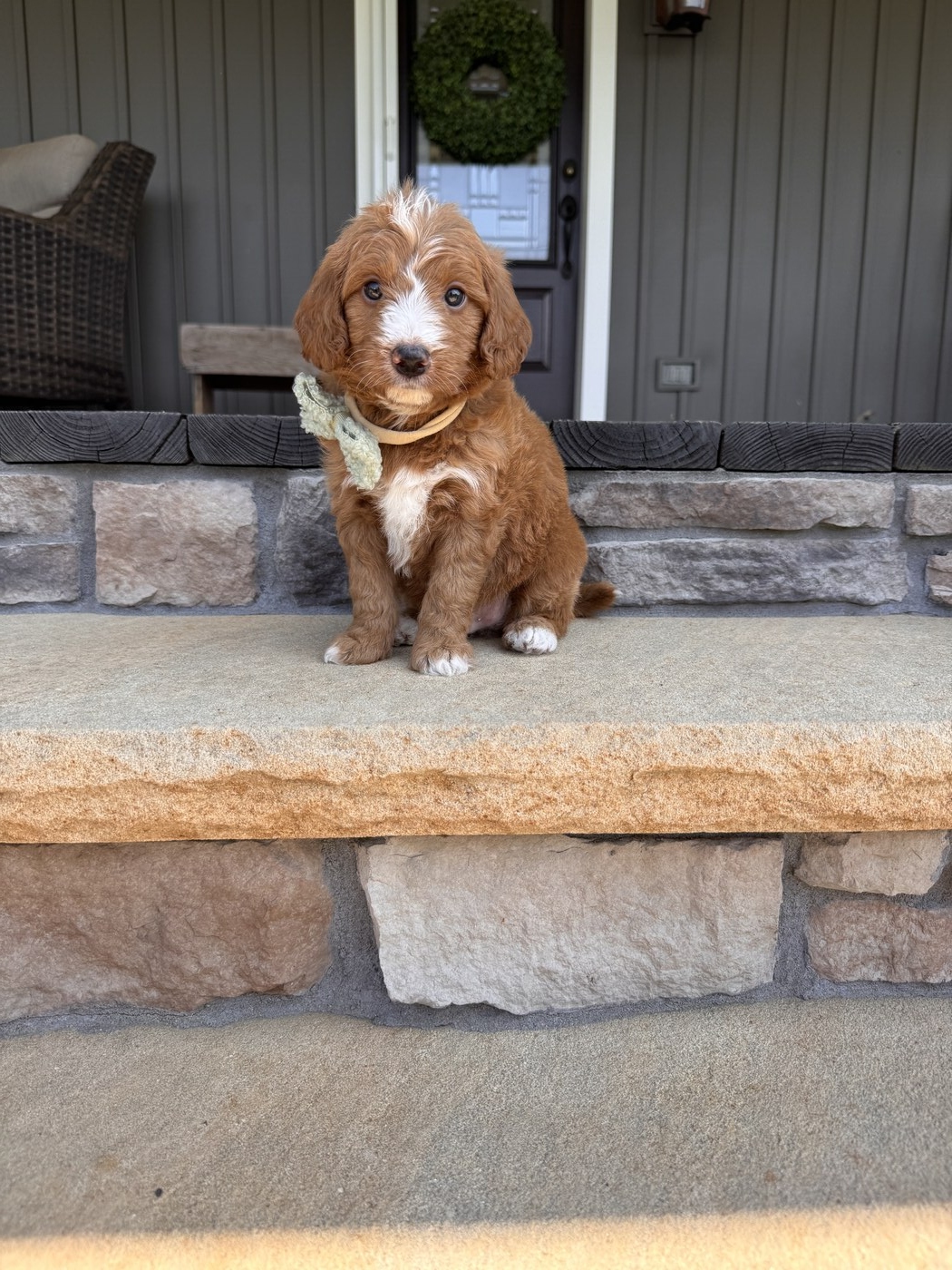 Serg - 6 weeks 