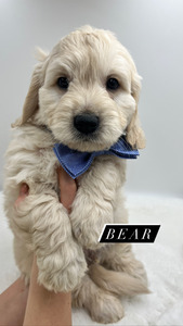 Mr. Bear (Male) - Blue Collar