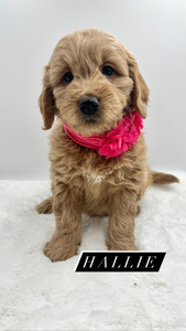 Miss Hallie (Female) - Turquoise Collar