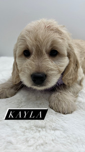 Miss Kayla (Female) - Red Collar