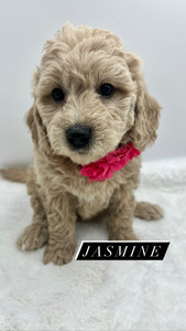 Miss Jasmine (Female) - Pink Collar