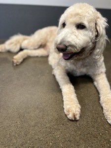 Sophia Marie ((F1 Standard English Creme Golden Doodle))