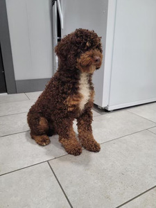 Morning Glory Gunner (AKC Registered:  Toy Poodle (PR23910701)  Weight 15 lbs)