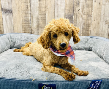 Barkman Ramuda (AKC Registered:  Red Toy Poodle (PR23969403)  Weight 12 lbs)