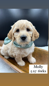 "Molly" Dutton - Female (Gray)