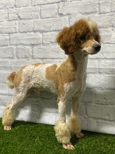 Jett (Red Hot Jett Mini Poodle (ACA OH-ABA-1967427-001)  Weight:12.4 lbs)