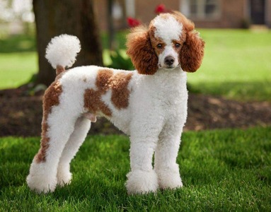 GT's Firestone (GT's Magnificent Firestone of Nashville (PR24619303) Miniature Poodle 20 lbs )