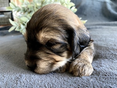 Lincoln  (Male) F1B Mini Goldendoodle  Mother:  Heidi (B: 3/3/2020)