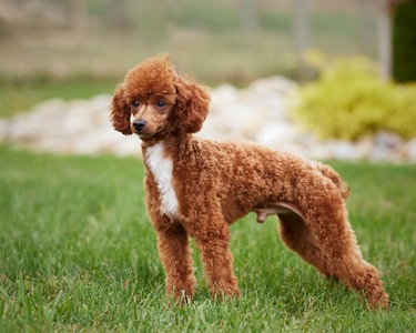 Adora's Trigger (ICA Registered: (OH-ICA-2027013-001) Red Toy Poodle)  Weight 12 lbs)