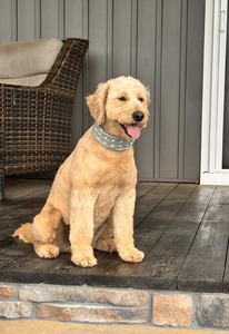 Goldie  (Goldie (30 Lbs) )