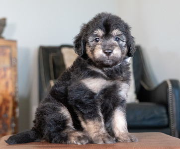 Roscoe (chip '30)