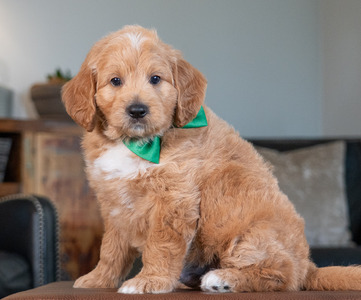 Bo  (chip: '18)