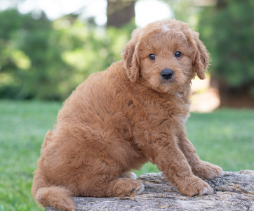 Leo (chip '19)