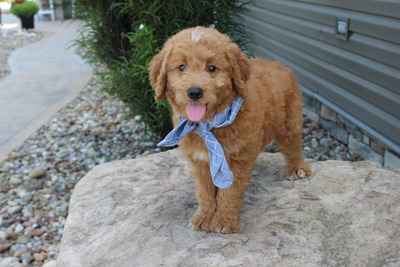 Leo (chip '19)