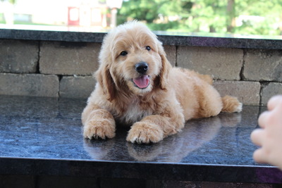 Bo  (chip: '18)