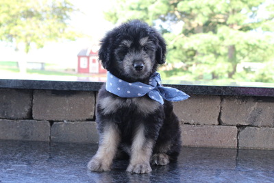Roscoe (chip '65)