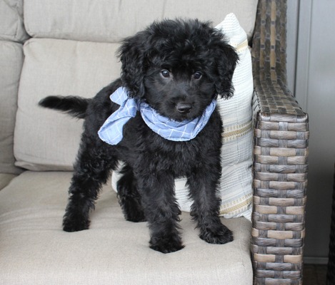 Barley (chip '32)