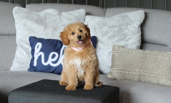 Ella (chip '22)