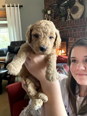 Cocoa (Male) F1B Mini Goldendoodle  Mother:  Sophia  (B: 3/4/2020)