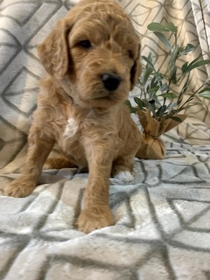 Duncan (Male) F1B Mini Goldendoodle  Mother:  Sophia  (B: 3/4/2020)