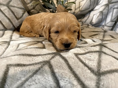 Charlie (Male) F1B Mini Goldendoodle  Mother:  Sophia  (B: 3/4/2020)