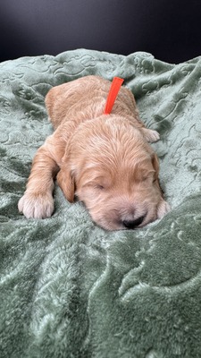 Wells (Orange Collar)