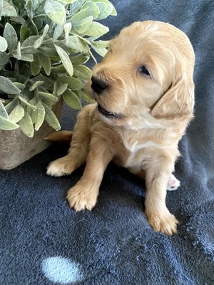 Chase (Male) F1B Mini Goldendoodle  Mother:  Sophia  (B: 3/4/2020)