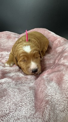 Cassie (Hot Pink Collar)