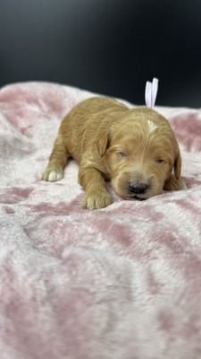 Cookie. (White Collar)