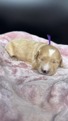 Maggie (Purple Collar)