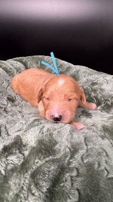 Loki  (Bright Blue Collar)