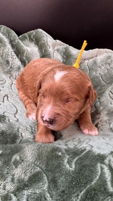 Toby (Yellow Collar)