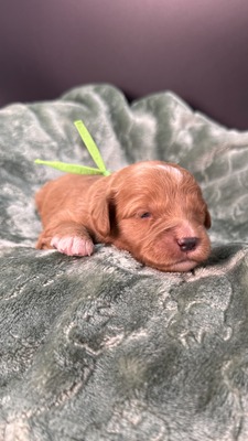 Ziggy (Green Collar)