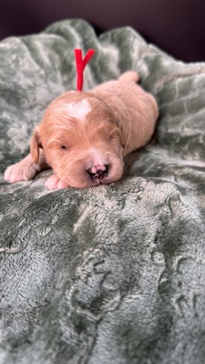 Winston (Red Collar)